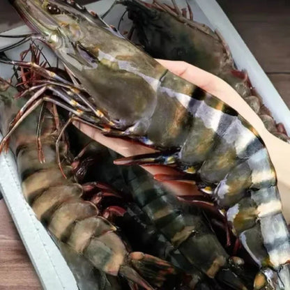 🦐 Colossal Deep-Sea Black Tiger Prawns