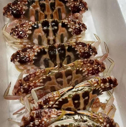 Premium Live Red Flower Crab | Jumbo 500g-1.5kg | 3X Money-Back Quality Guarantee